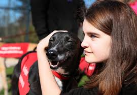Teesside greyhound rescue charity holds meet and greet at Middlesbrough's  Stewart Park