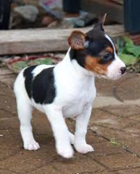 Find rat terrier puppies for sale with pictures from reputable rat terrier breeders. Intelligent And Super Cute Rat Terrier Puppies For Sale In Orlando Florida Classified Americanlisted Com