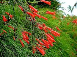 Firecracker Plant Plants Russelia Equisetiformis Florida Flowers
