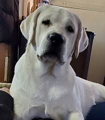 Do yellow lab puppies change colors? Cold Creek Farms Yellow Labradors Our Dogs Breeders Oregon Labs