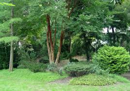 Creative way to have privacy with trees. Eight Ways To Make Your Backyard Private Using Landscaping Pennlive Com