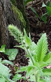 Image result for Agrimonia