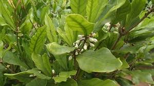 Image result for Synsepalum revolutum