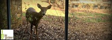 How to repel deer from your garden. Controlling Deer In Your Garden Milorganite