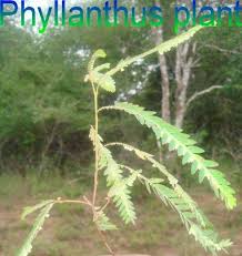 Image result for Phyllanthus mendoncae