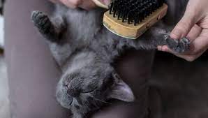 The other reason behind the domestic shorthair cats not being considered as hypoallergenic cat breed is because they can shed constantly if they are not groomed perfectly. Do Domestic Shorthair Cats Shed A Lot My British Shorthair
