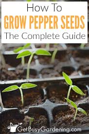 Fill the containers with your potting soil and water thoroughly, allowing excess water to drain away. How To Grow Peppers From Seed Complete Guide Get Busy Gardening