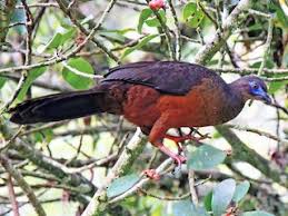 Image result for Pancovia golungensis