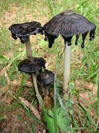 Ver más ideas sobre reino de los hongos, hongos, cultivar hongos. 35 Ideas De Reino Fungi Fungi Reino Fungi Hongos