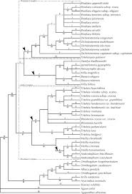 Image result for Behniaceae