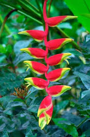 Heliconia Flower Care How To Grow Lobster Claw Plant Heliconia Flower Heliconia Plant Flower Care