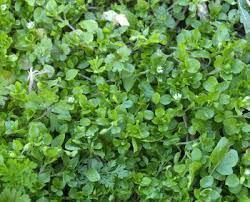 Check spelling or type a new query. Common Weeds Central Texas Gardener