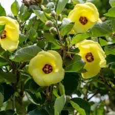 Image result for Hibiscus mutatus