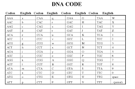 Dna Transcription And Translation Worksheet Answers Dna Transcription And Translation Transcription And Translation Dna Transcription