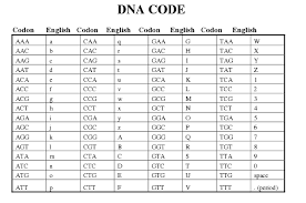 How transcription is followed by translation. Dna Transcription And Translation Worksheet Answers Transcription And Translation Dna Transcription Dna Transcription And Translation