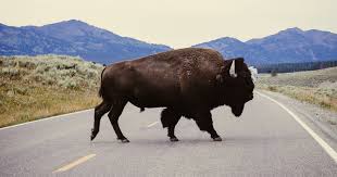 A Yellowstone bison can hit 35 miles an hour — faster than Usain Bolt at his world-record best, and about twice as quick as you can run. Which is precisely why the park's one-ton "fluffy cows" injure more visitors every year than any other animal there