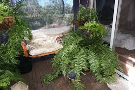 Image result for Nephrolepis biserrata