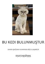 antalya kedi evi home facebook