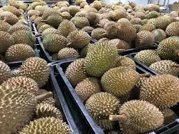 The fook gor durian estate, sg klau 勞勿福哥榴莲农场民宿. Nak Jana Pendapatan Lepas Bersara Lelaki Ini Kongsi Cara Tanam Durian Musang King Keluarga