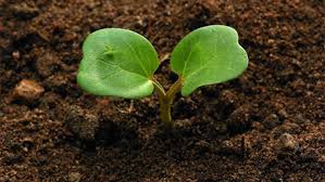 Frunza este impartita in cinci lobi, de unde si numele. Volbura Cum RecunoÈti Èi Cum Elimini AceastÄ BuruianÄ Basf Agricultural Solutions Romania