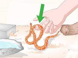 Corn snakes will push at the lid with their noses looking for weaknesses and tiny openings, so the fit of the lid is very important. How To Care For Baby Cornsnakes With Pictures Wikihow