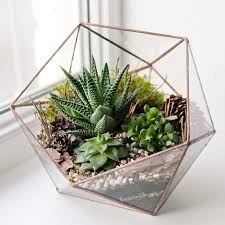 Sebagian besar tanaman untuk terrarium merupakan tanaman sukulen atau kaktus. 8 Rekomendasi Toko Terarium Keren Di Instagram Womantalk
