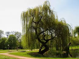 Ideal is a relatively fast growing tree that grows to a height of about 4 to 5 feet. 19 Best Types Of Weeping Trees