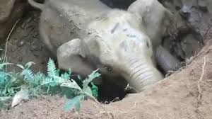 Mother Elephant Salutes Rescuers Who Saved Her Baby National Geographic