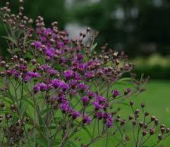 Image result for Vernonia glabra