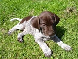 View photos and find the dog of your dreams today. German Short Haired Pointer Puppies Youtube