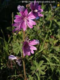 It soothes skin and mucosal inflammation and is particularly beneficial for people with sensitive skin. Mallow Family Malvaceae Botanical Online