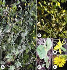 Image result for Crepis