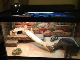 Bearded Dragon Org View Topic Viv Pics Only Thread Bearded Dragon Tank Bearded Dragon Habitat Bearded Dragon Terrarium