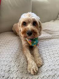 hi friends!!! my name is kaylee, just wanted to put out feelers about my  services through rover. check it out and book with me for $20 off your  first service! code: KAYLES16992