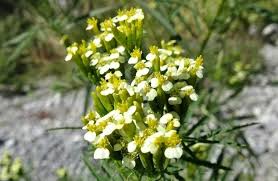 Image result for Tagetes minuta