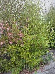 Image result for Dodonaea viscosa