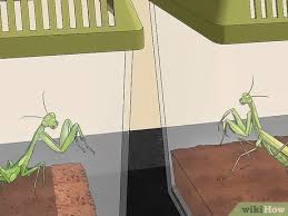 Insect lore recommends that you release your praying mantis when it develops wings. 4 Ways To Take Care Of A Praying Mantis Wikihow