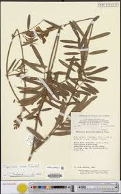 Image result for Tephrosia nana