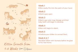 Below is a typical feeding chart to accompany the first few weeks of a newborn kittens' life. Kitten Development In The First Six Weeks Of Life