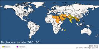 I've tried these two so far but i get an error of invalid format. Distribution Map Of Bactrocera Zonata From The Eppo Global Database Download Scientific Diagram