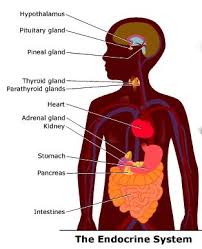 Endocrine System Thyroid Parathyroid Pituitary Hypophysis Adrenal Gland Pancreas Ovaries Testes Sistema Endocrino Glandulas Suprarrenales Hormonas