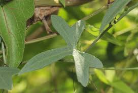 Image result for Trochomeria macrocarpa