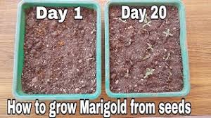 Check spelling or type a new query. How To Grow Marigold From Seeds With Update Grow Marigold From Marigold Flowers Youtube