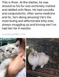 Proudly serving north american #dogs and #cats since 1994. Pictures Of Cats Before And After Their Rescue