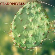 Well, kind of, but those spiky bits are technically modified leaves. The Fleshy Flat Leaflike Green Structures In Cactus Class 11 Biology Cbse