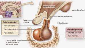 Salah satu gangguan kelenjar tiroid menyebabkan tidak terpenuhnya kebutuhan tubuh atas hormom tiroid disebut hipotiroidisme. Pengertian Struktur Dan Fungsi Hipofisis Kelenjar Pituitari Ilmu Pengetahuan Dasar