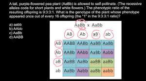 In other words, a female rabbit with the genotype ggbb may produce eggs with the alleles gb. Dihybrid Cross Problem And Solution Youtube