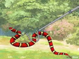Select from premium poisonous snake of the highest quality. 3 Ways To Handle Poisonous Snakes Wikihow