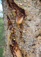 Image result for Commiphora caerulea