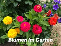 Blumen Im Garten Blumengarten Garten Blumen